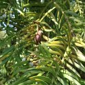 Cephalotaxus fortunei fruit (2)